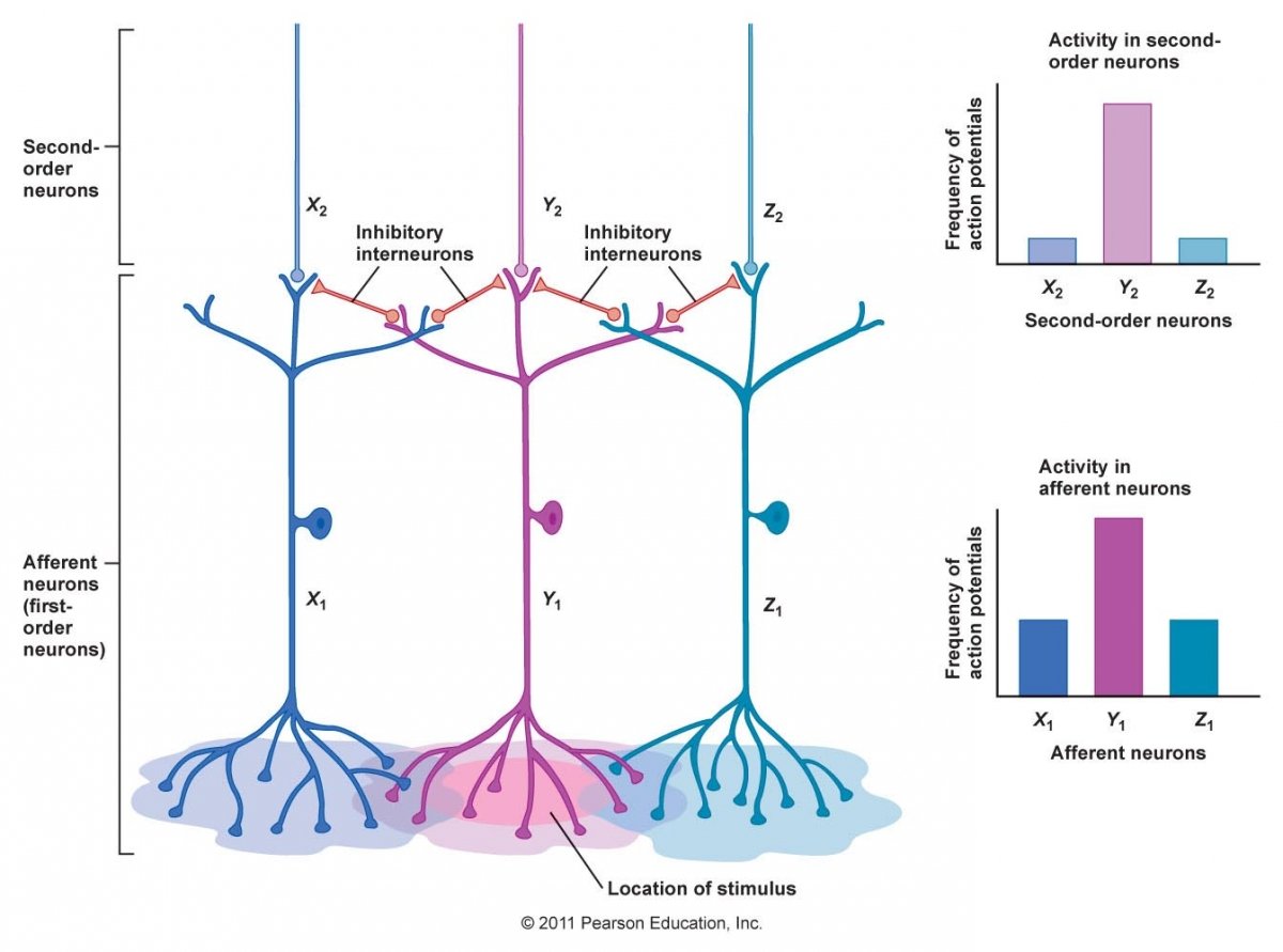 Shedding inhibitions pt9. Lateral inhibition. Inhibitory neurons. Feedforward lateral inhibition. Reciprocal inhibition.