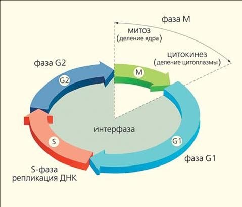Периоды жизненного цикла клетки. Фазы и периоды клеточного цикла. G1 фаза клеточного цикла. Go фаза клеточного цикла это фаза когда. Жизненный цикл клетки схема.