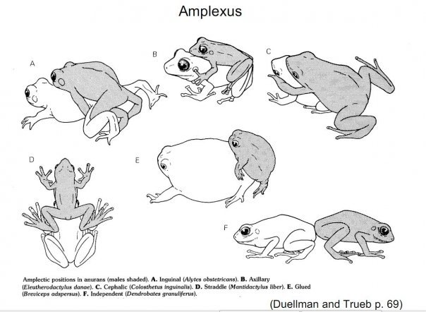 Амплексус у жаб. Амплексус амфибий. Амплексус у лягушек. Земноводные в амплексусе. Спаривание лягушек схема.