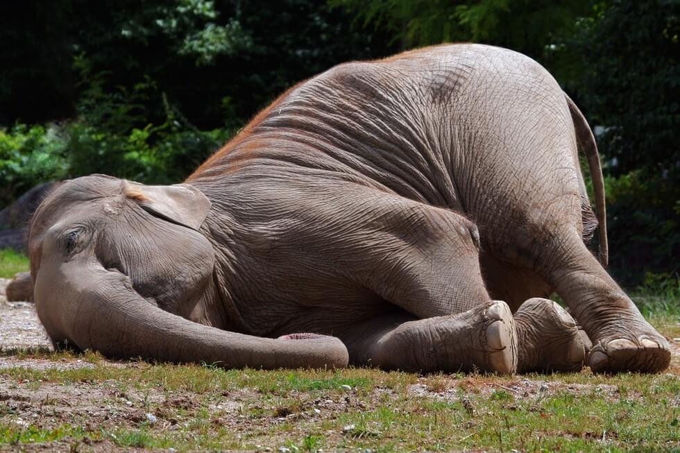 Слоны спят стоя. Слоны спят стоя. Спящие слоники. Слоны спят стоя. Слоны спят стоя.