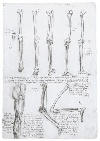 Нога Анатомия Фото
