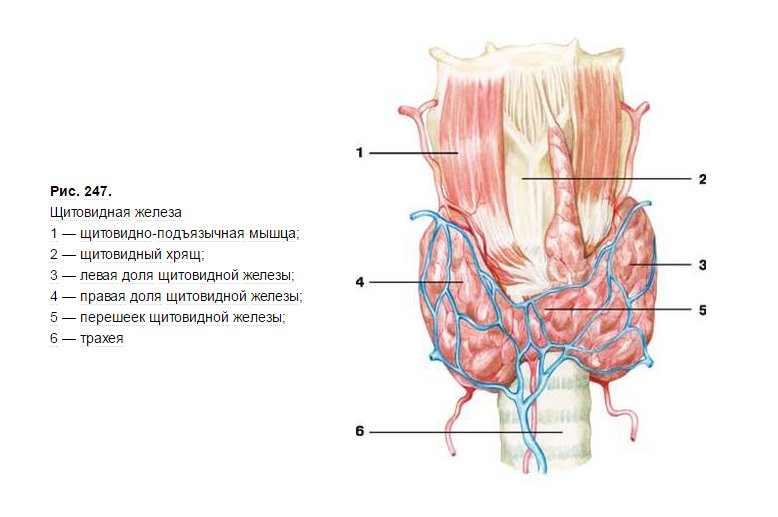 Образование перешейка щитовидной железы. Кровоснабжение щитовидной железы анатомия. Кровоснабжение щитовидной железы рисунок. Перешеек щитовидной железы анатомия. Кровоснабжение щитовидной артерии.