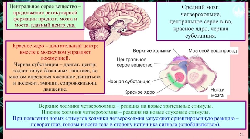 Функции серого вещества головного мозга. Центральное серое вещество среднего мозга функции. Четверохолмие среднего мозга таблица. Средний мозг структура белого вещества. Серое и белое вещество среднего мозга.
