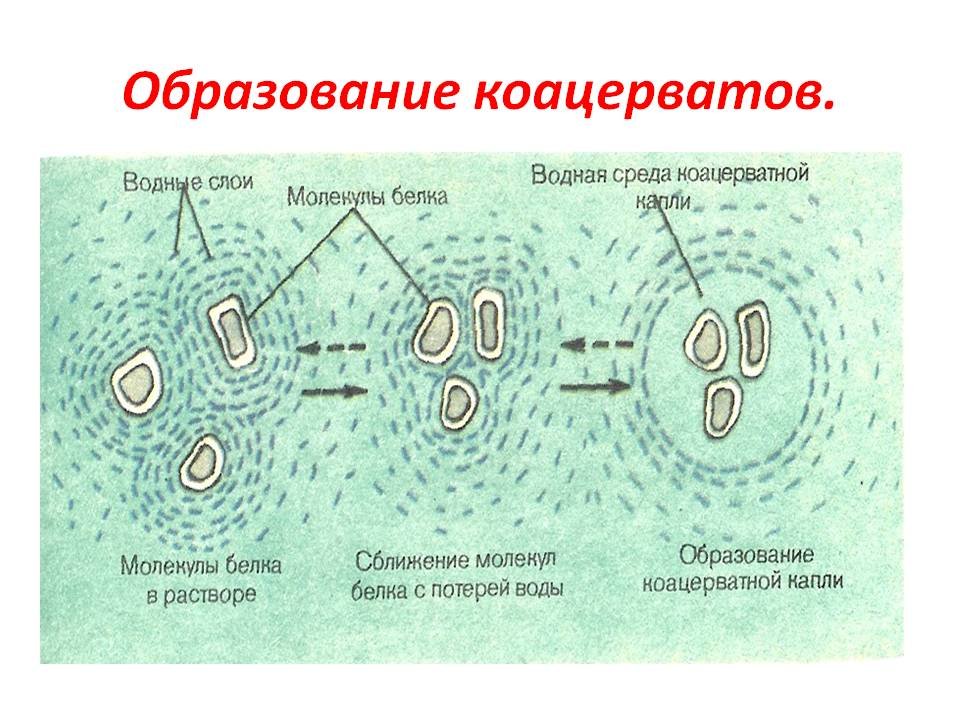 Образование коацерватов появление прокариотических клеток