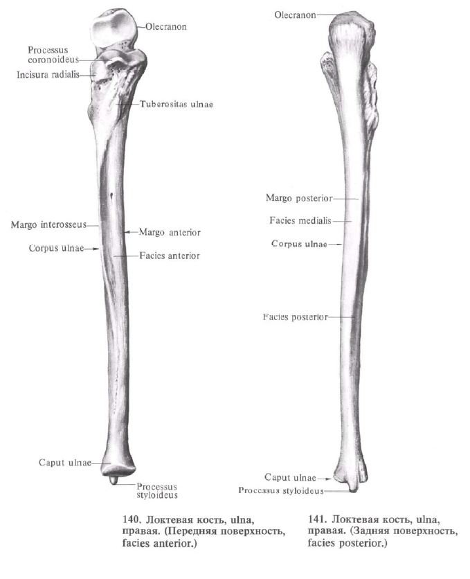 Рисунок лучевой кости. Локтевая кость анатомия. Локтевая кость анатомия Синельников. Локтевая кость анатомия атлас. Локтевая кость (Ulna).