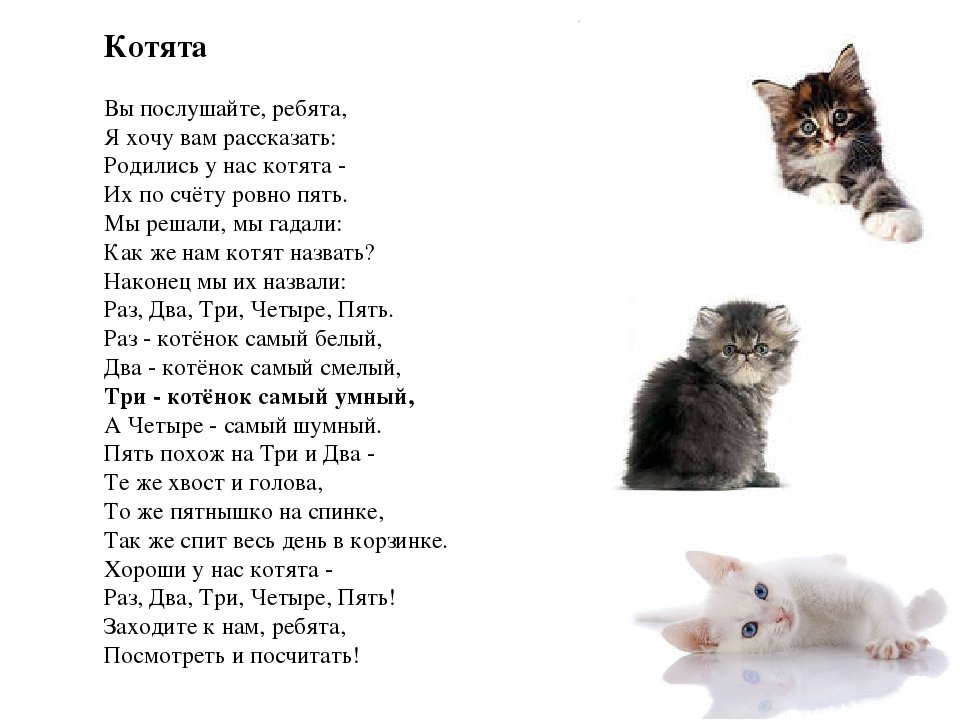 Чье стихотворение котенок. Родились у нас котята стихотворение. Стихи про котят. Стих про котяру. Стих про кошку.