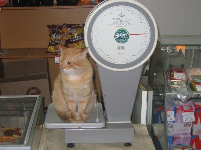 Весы для кошек купить